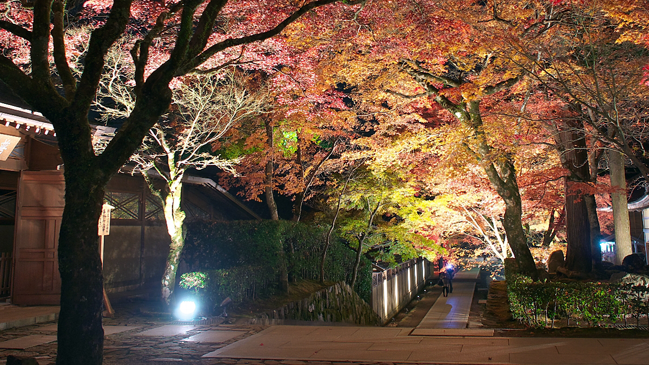 間もなく見ごろを迎える永源寺の紅葉。ライトアップは11月13日（土）～11月28日（日）まで